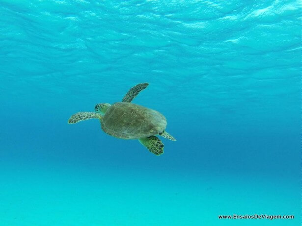 tartaruga marinha em Klein Curaçao